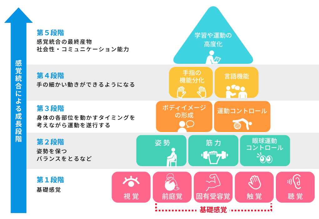 発達のピラミッド